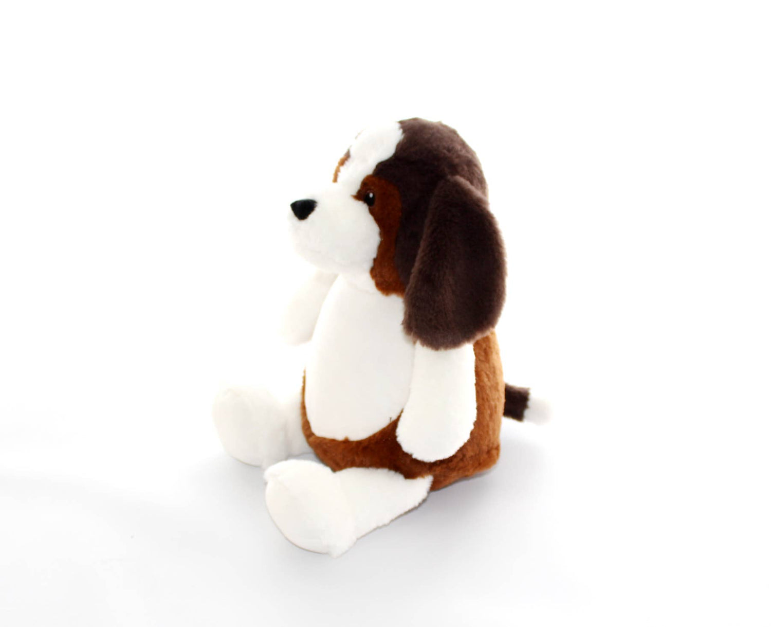 Beagle Dog